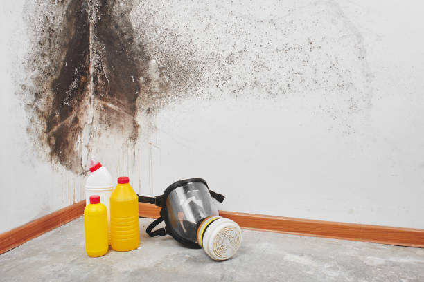 Best Mold Removal Company Near Me  in Defuniak Springs, FL