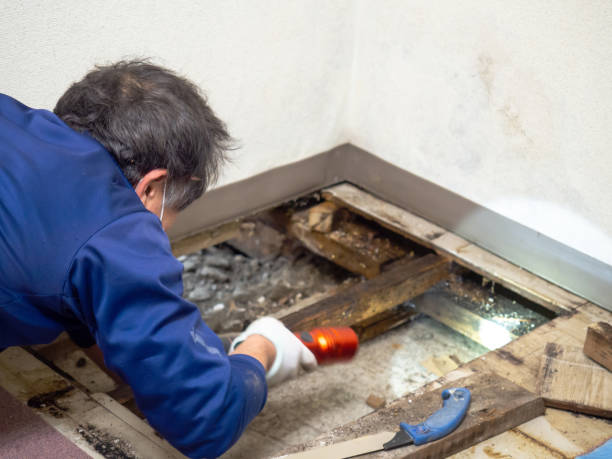 Best Local Mold Removal Service  in Defuniak Springs, FL