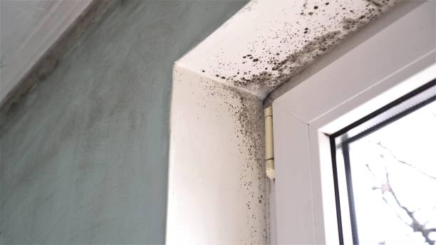 Best Toxic Mold Removal  in Defuniak Springs, FL