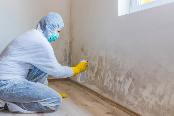 Certified Mold Removal in Defuniak Springs, FL