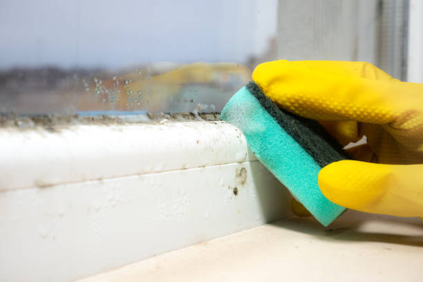 Best Residential Mold Removal  in Defuniak Springs, FL